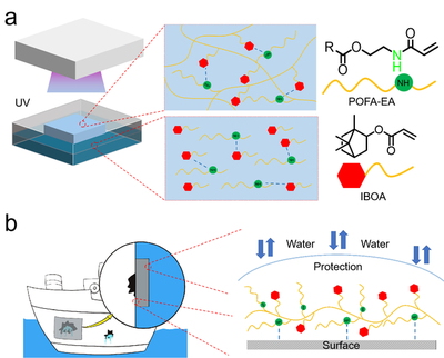 我校邱仁輝教授、劉文地教授團隊在生物基水下膠黏劑研發(fā)取得進展