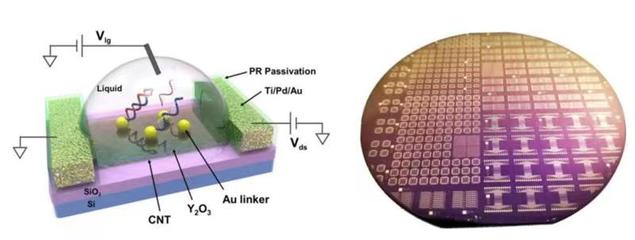 生物基材料技術(shù)研發(fā)新突破 張志勇教授團(tuán)隊受邀在國際電子器件大會作會議報告